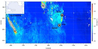 Composition of the sinking particle flux in a hot spot of dinitrogen fixation revealed through polyacrylamide gel traps